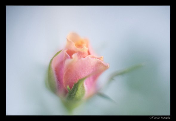 山田久美夫 作品展「Flower　～Light returns to light～　4K HDR TVで光の世界へ」