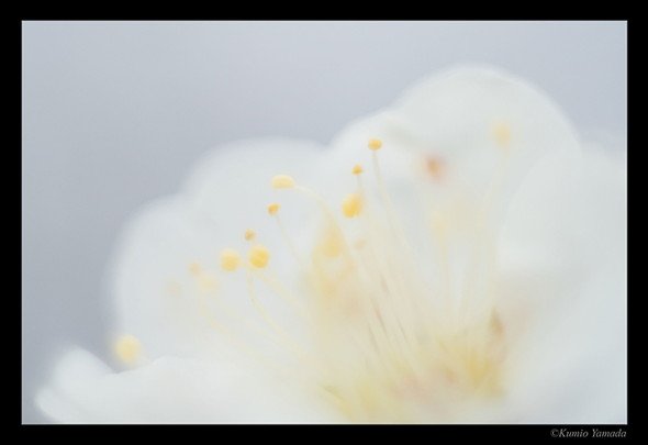 山田久美夫 作品展「Flower　～Light returns to light～　4K HDR TVで光の世界へ」