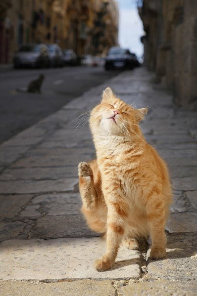 新美 敬子「マルタの猫」
