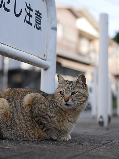 SIGMA 30mm F1.4 DC DN |Contemporary