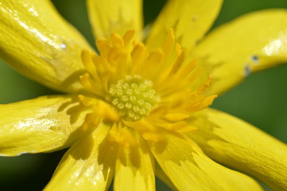 TAMRON SP 90mm MACRO