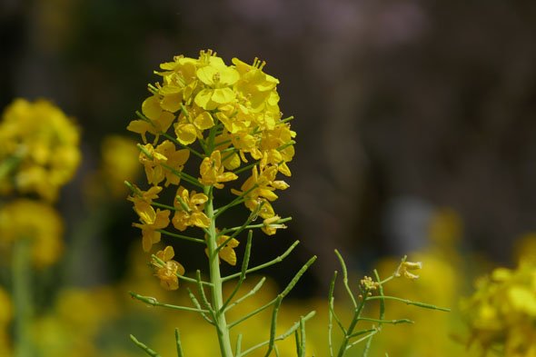 LUMIX TX1