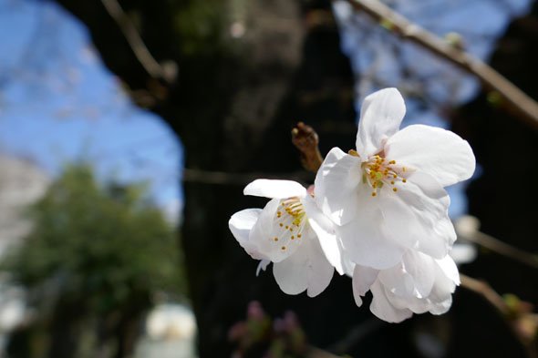 LUMIX TX1