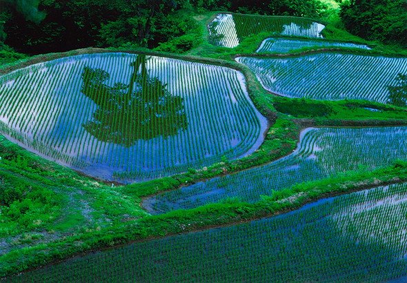 フォトグループ いぶき 写真展「2016 四季のいぶき」　斉藤 強「早苗の頃」