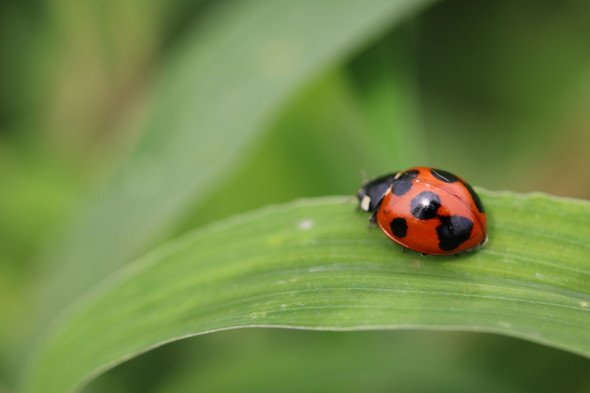 「ジュニアフォトグラファーズ写真展2016 ～ココロに写った自然をパチリ！～」