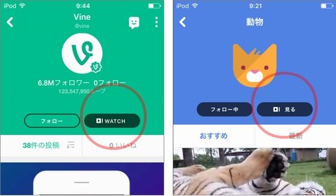  vine 1