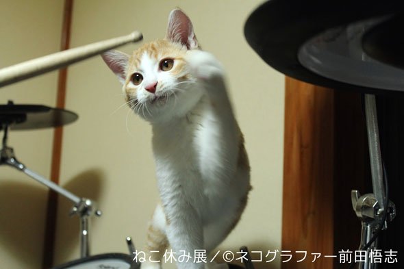 ねこ休み展
