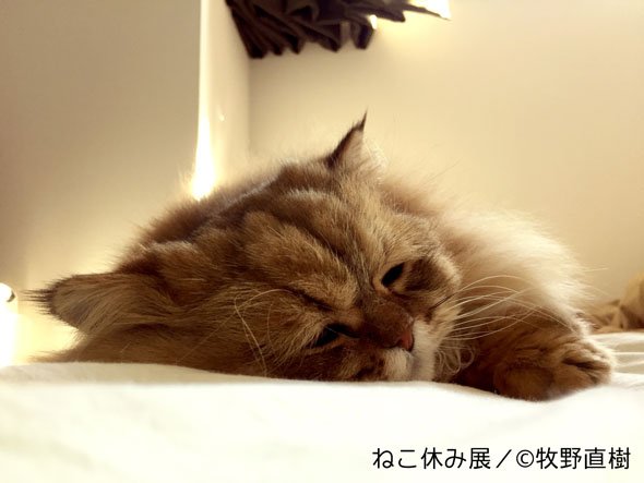 ねこ休み展