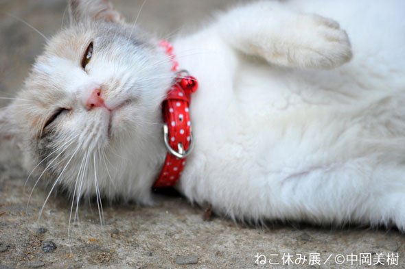 ねこ休み展