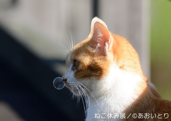 ねこ休み展