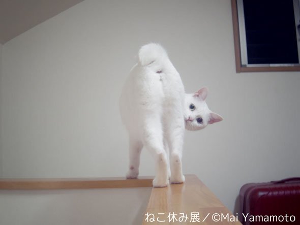ねこ休み展