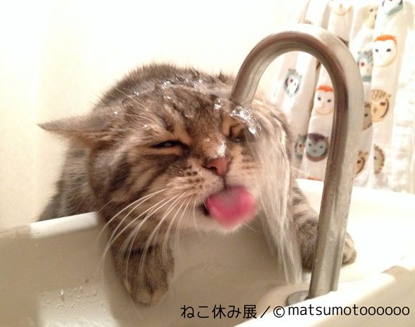 ねこ休み展