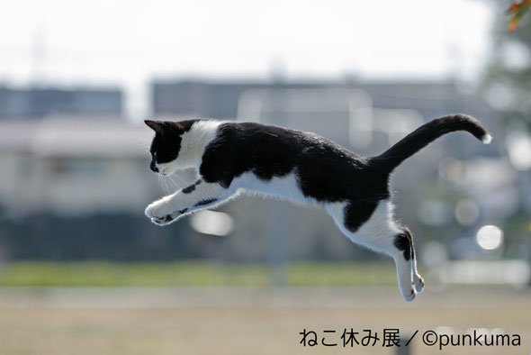 ねこ休み展
