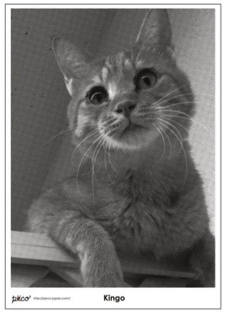 ゴールデンウィーク GW 猫 日本橋三越