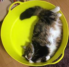 ゴールデンウィーク GW 猫 日本橋三越
