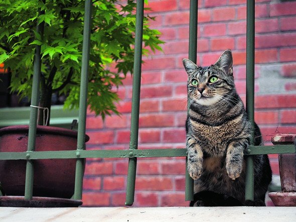 岩合光昭 ねこの写真展