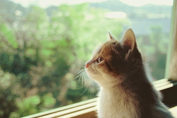 岩合光昭 ねこの写真展