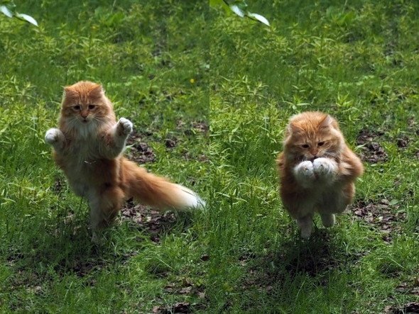 岩合光昭 ねこの写真展