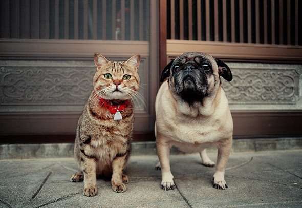 岩合光昭 ねこの写真展