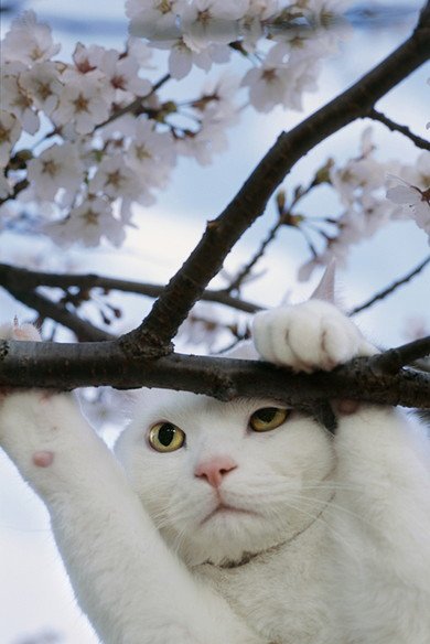 岩合光昭 ねこの写真展