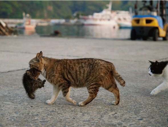 岩合光昭 ねこの写真展