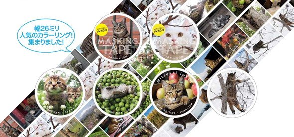 岩合光昭 ねこの写真展