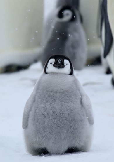 Polar Smile