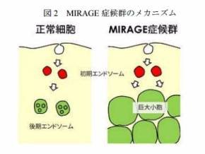 未知の遺伝子疾患「MIRAGE」