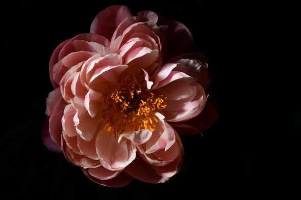 Nikon D500