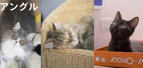 猫 仲良く テクニック