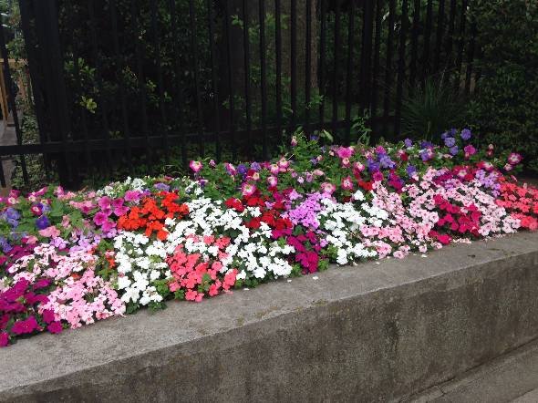 しゃべるお花