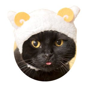 親ひつじ、しろ