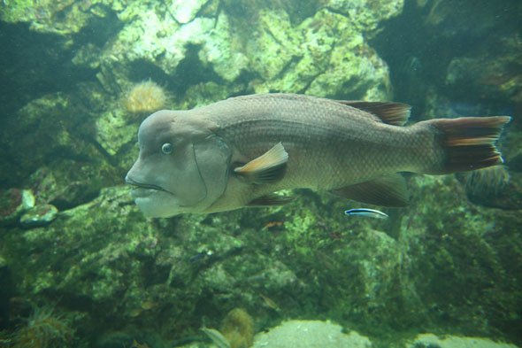 AT-X 14-20 F2 PRO DX