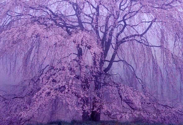 写団薬師 20周年記念 総合写真展「ときのながれ」