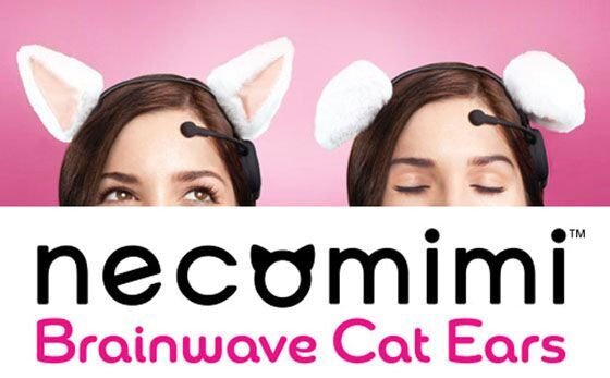 猫2