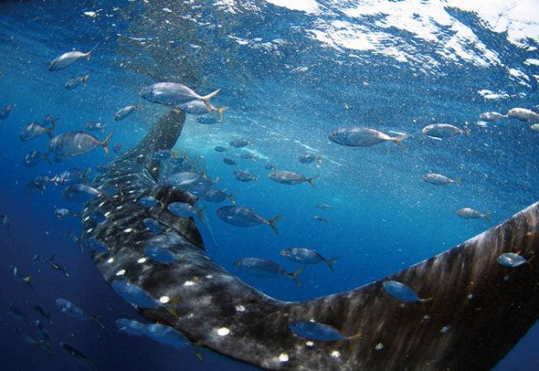 戸村 裕行 写真展「OCEAN PLANET ～いのち煌めく海の中の時間～」