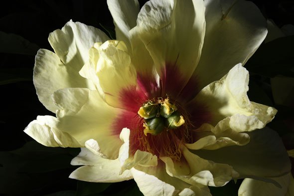 AF-S DX NIKKOR 16-80mm f/2.8-4E ED VR