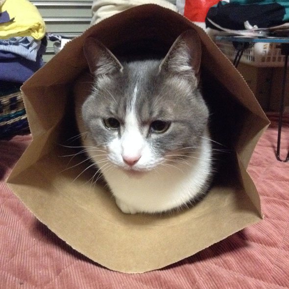 神楽坂 ねこの郵便局 猫 cat