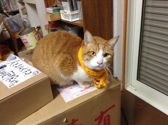 神楽坂 ねこの郵便局 猫 cat