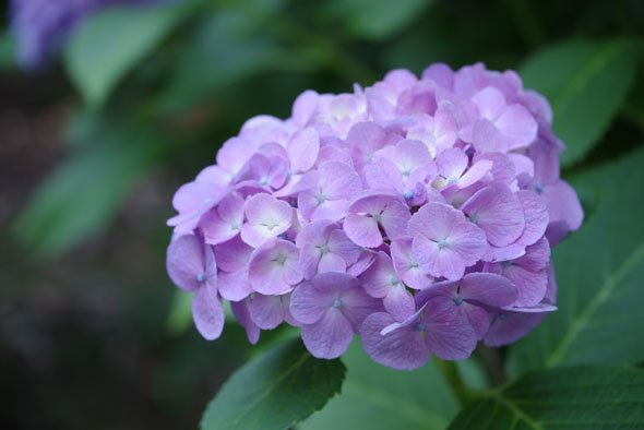 PENTAX K-1