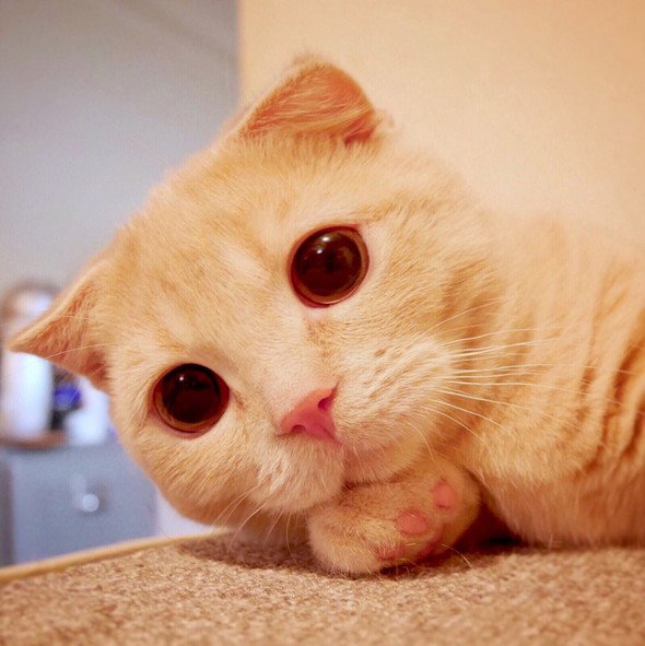 ねこ休み展 夏 2016