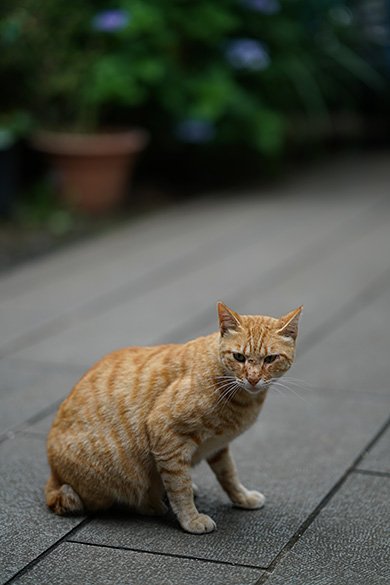 FE 85mm F1.4 GM（SEL85F14GM）