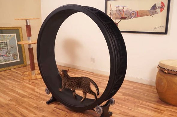 猫 小物 ガジェット
