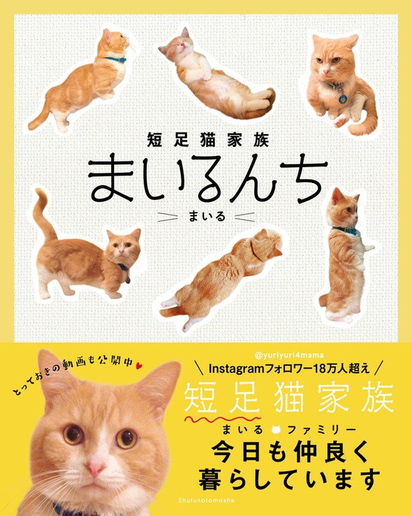 「短足猫家族まいるんち」