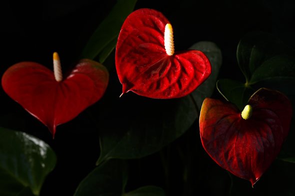 FE 50mm F1.8