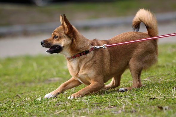 FE 70-300mm F4.5-5.6 G OSS