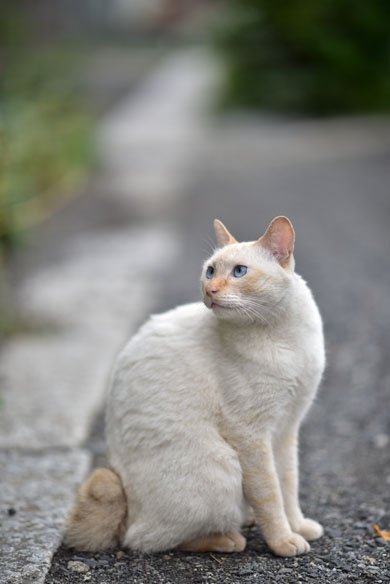 AF-S NIKKOR 105mm f/1.4E ED