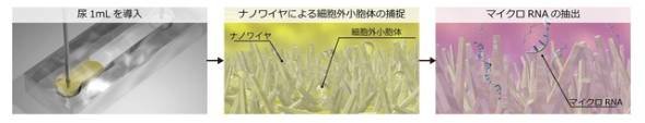 尿1ミリリットルからがん特定