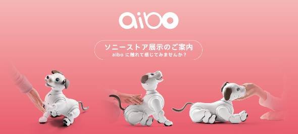 aibo