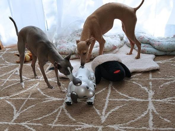ソニーの「aibo」（アイボ）
